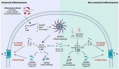 Gasdermins: New Therapeutic Targets in Host Defense, Inflammatory Diseases, and Cancer